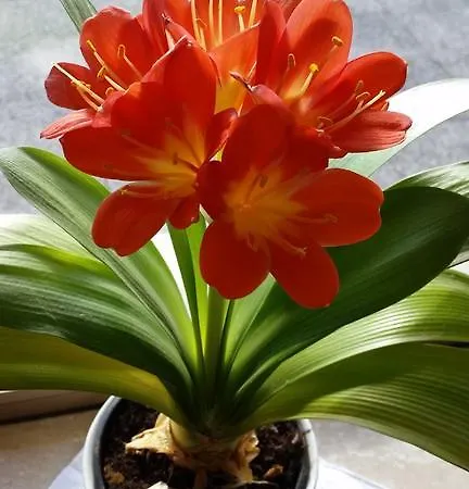 贝拉维斯塔旅馆 2*